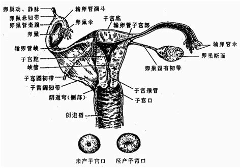 女性人体|女性生殖结构：